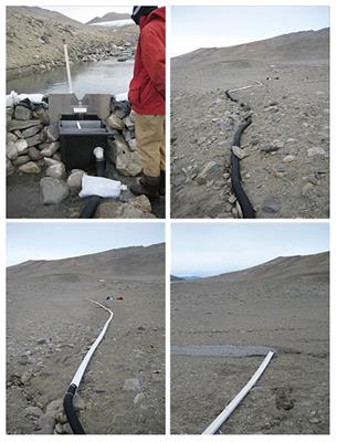 Rapid Microbial Dynamics in Response to an Induced Wetting Event in Antarctic Dry Valley Soils